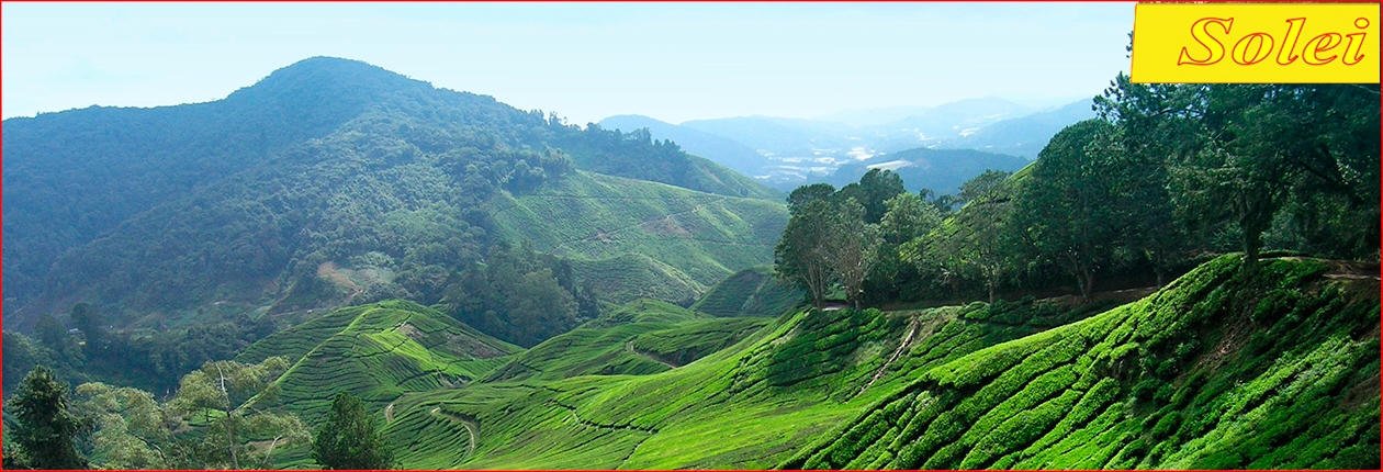 Benvenuti sul sito Solei